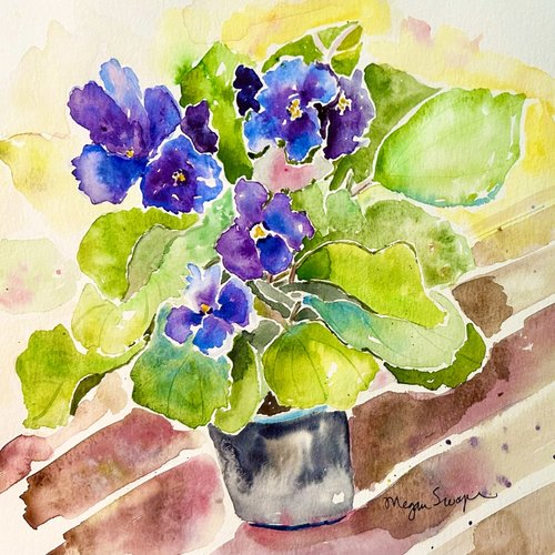 nov 11 african violets