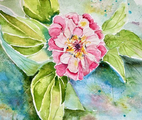 zinniapop